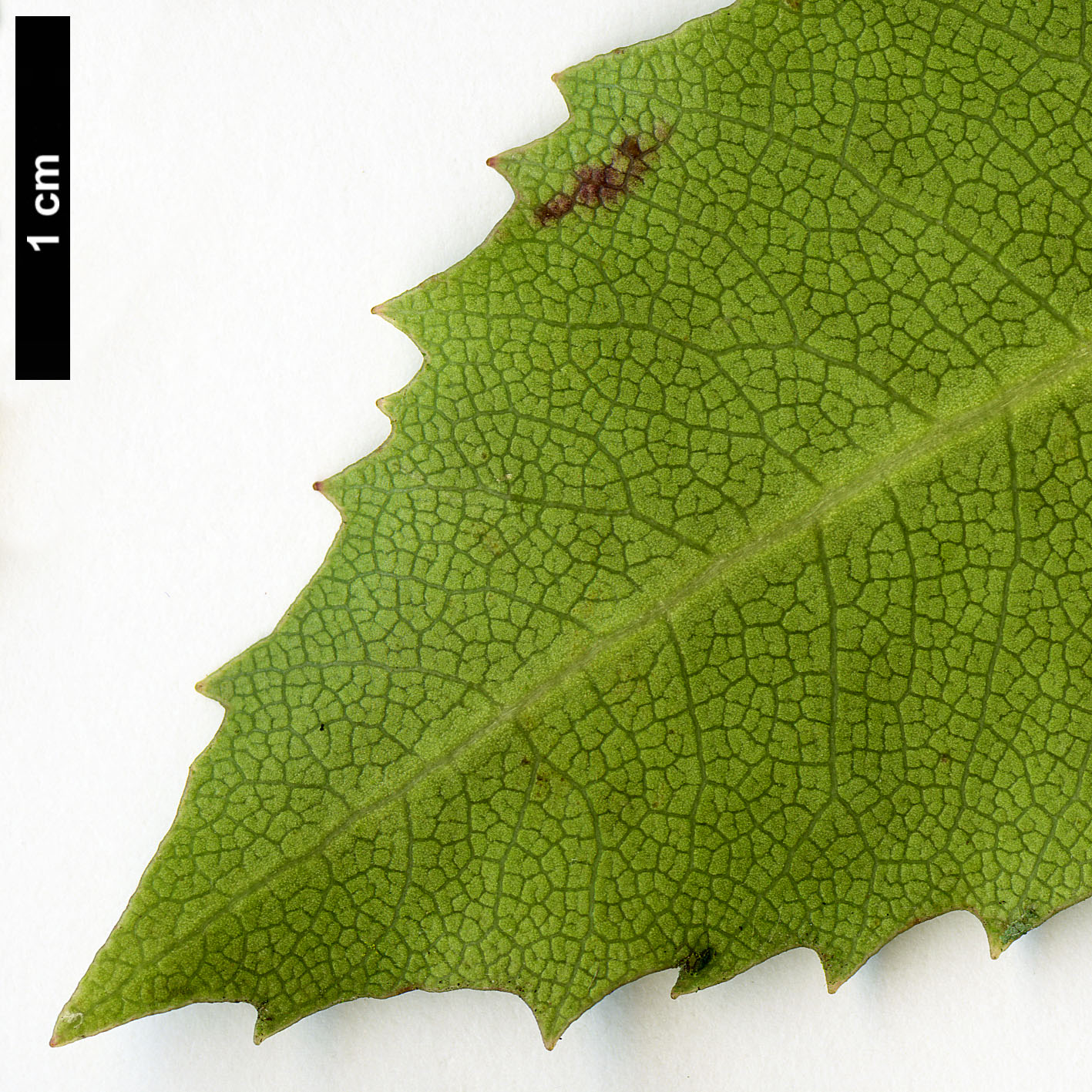 High resolution image: Family: Pittosporaceae - Genus: Pittosporum - Taxon: dallii